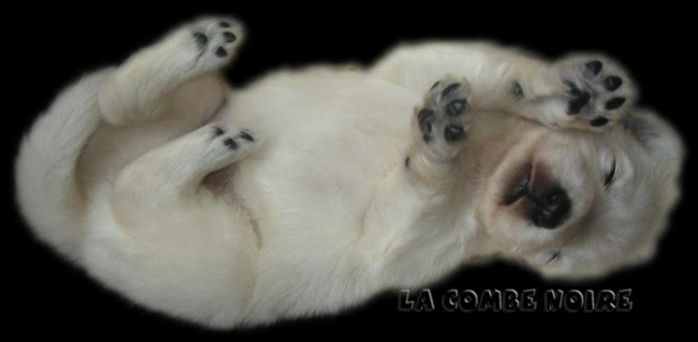 berger blanc suisse du domaine de la combe noire